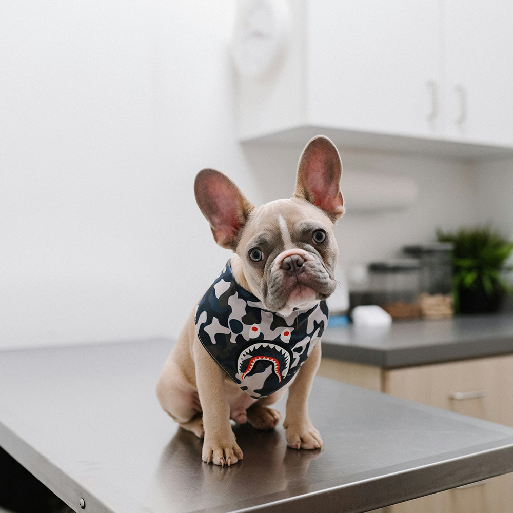 A little dog sitting on an exam table