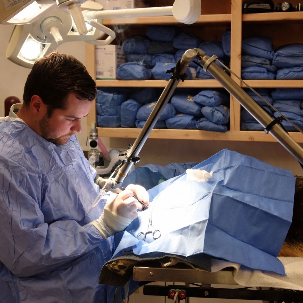 Veterinarian performs surgery on animal