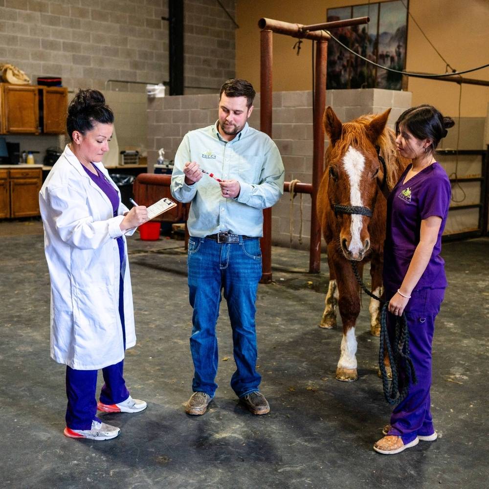 Veterinarians attending to horse