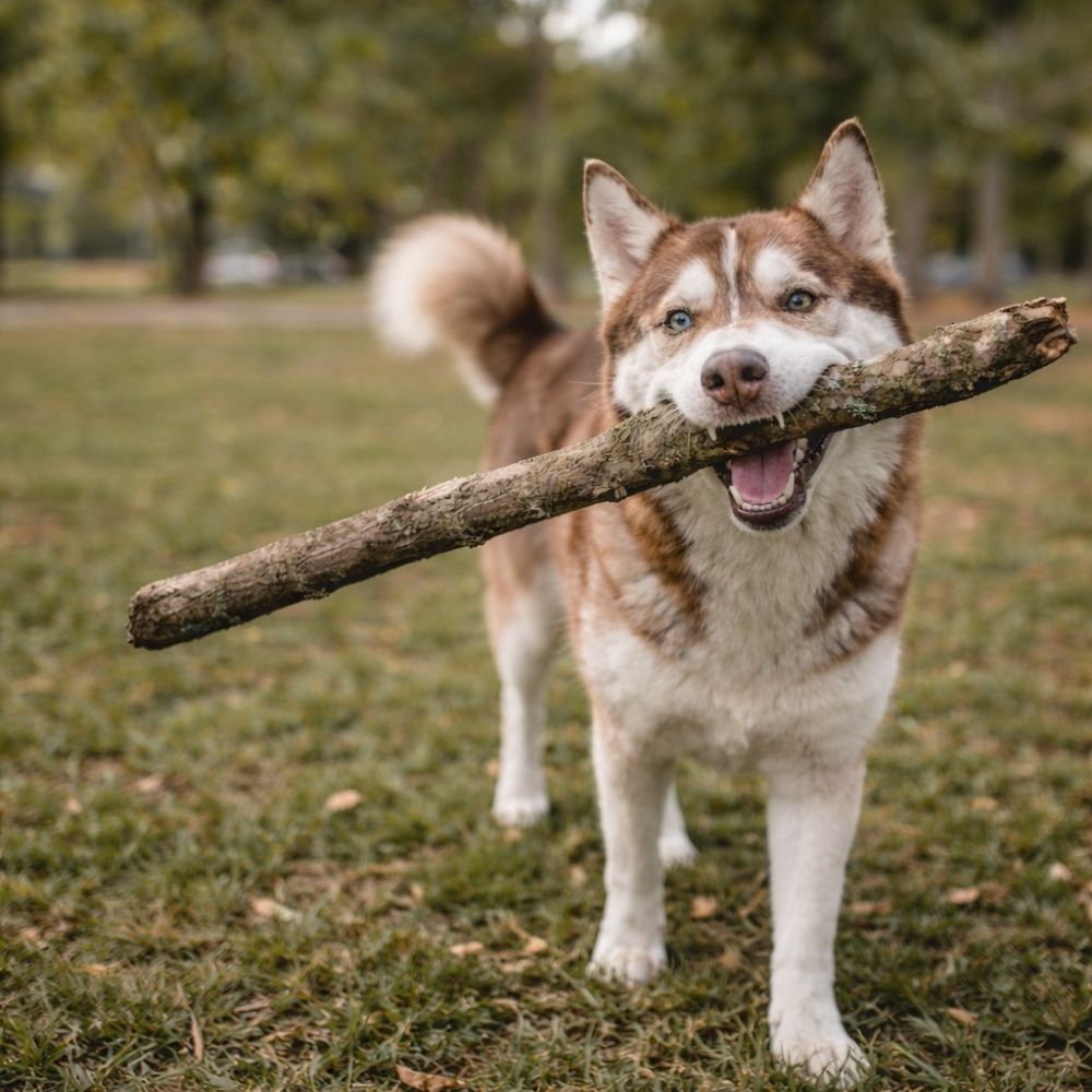 Husky holding large tree branch