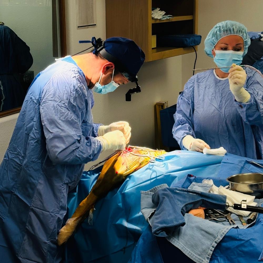 Veterinary surgery in progress