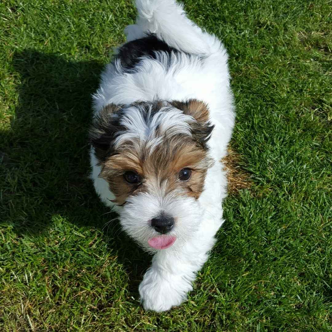 curious puppy tongue out.